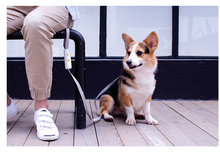 Load image into Gallery viewer, Pet Supplies New Dog Elastic Leash Small And Medium-sized