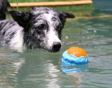 Load image into Gallery viewer, Dog Toy Ball Audible Glow Can Float Grinding Teeth
